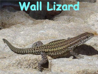 Wall Lizard