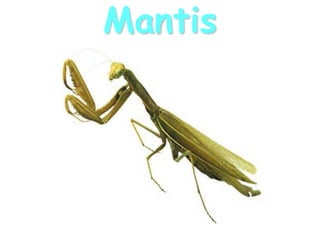 Mantis