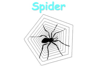 Spider