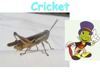 Cricket