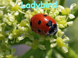 Ladybird