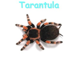 Tarantula