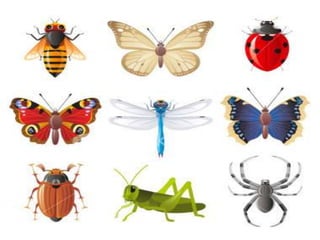 Insects & small animals