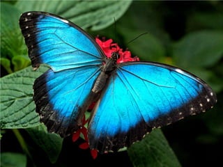 Insects & small animals