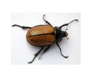 Insects & small animals