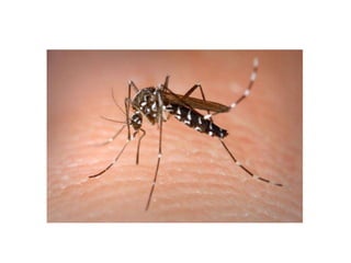 Insects & small animals