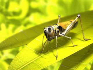 Insects & small animals