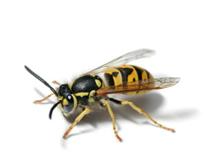 Insects & small animals