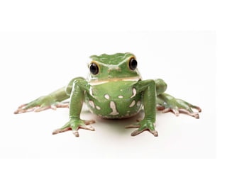 Insects & small animals