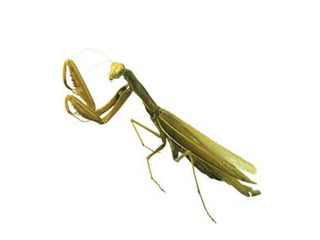 Insects & small animals