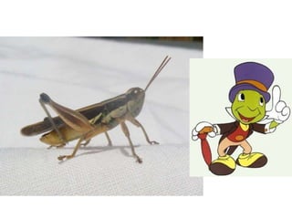 Insects & small animals