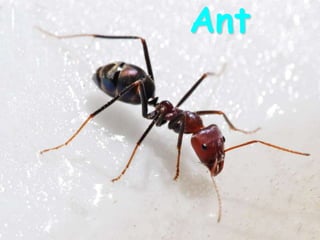 Ant