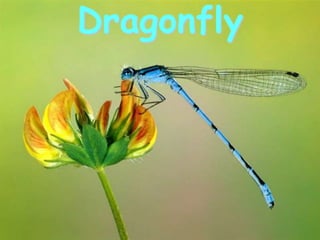 Dragonfly