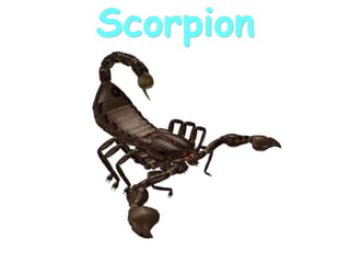 Scorpion