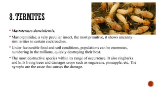 Insects of Pineapple - Complete detail about Pineapple insects | PPTX