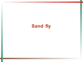Sand fly
 
