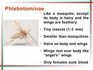 Phlebotominae
• Like a mosquito, except
its body is hairy and the
wings are feathery.
• Tiny insects (1-3 mm)
• Smaller than mosquitoes
• Hairs on body and wings
• Wings rest over body like
“angel’s” wings
• Only females suck blood
 