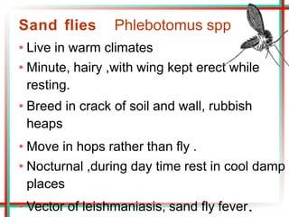 Sand flies Phlebotomus spp
• Live in warm climates
• Minute, hairy ,with wing kept erect while
resting.
• Breed in crack of soil and wall, rubbish
heaps
• Move in hops rather than fly .
• Nocturnal ,during day time rest in cool damp
places
• Vector of leishmaniasis, sand fly fever.
 