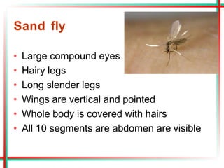Sand fly
• Large compound eyes
• Hairy legs
• Long slender legs
• Wings are vertical and pointed
• Whole body is covered with hairs
• All 10 segments are abdomen are visible
 