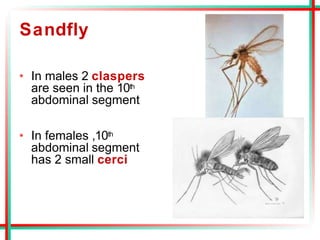 Sandfly
• In males 2 claspers
are seen in the 10th
abdominal segment
• In females ,10th
abdominal segment
has 2 small cerci
 