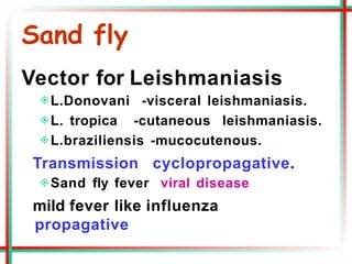 Sand fly
Vector for Leishmaniasis
◈L.Donovani -visceral leishmaniasis.
◈L. tropica -cutaneous leishmaniasis.
◈L.braziliensis -mucocutenous.
Transmission cyclopropagative.
◈Sand fly fever viral disease
mild fever like influenza
propagative
 