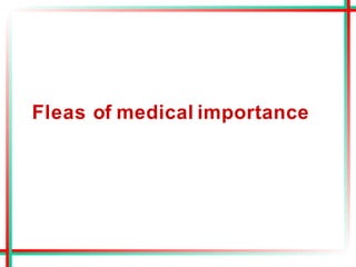 Fleas of medical importance
 