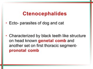 Ctenocephalides
• Ecto- parasites of dog and cat
• Characterized by black teeth like structure
on head known genetal comb and
another set on first thoracic segment-
pronotal comb
 
