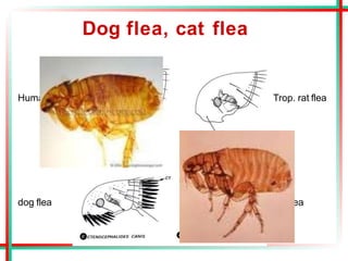 Dog flea, cat flea
Human flea Trop. rat flea
dog flea cat flea
 