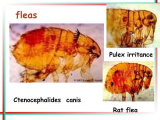 Ctenocephalides canis
Rat flea
Pulex irritance
 