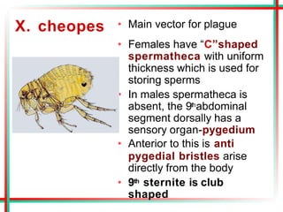X. cheopes • Main vector for plague
• Females have “C”shaped
spermatheca with uniform
thickness which is used for
storing sperms
• In males spermatheca is
absent, the 9thabdominal
segment dorsally has a
sensory organ-pygedium
• Anterior to this is anti
pygedial bristles arise
directly from the body
• 9th sternite is club
shaped
 