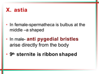 X. astia
• In female-spermatheca is bulbus at the
middle –a shaped
• In male- anti pygedial bristles
arise directly from the body
• 9th sternite is ribbon shaped
 