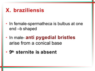 X. braziliensis
• In female-spermatheca is bulbus at one
end –b shaped
• In male- anti pygedial bristles
arise from a conical base
• 9th sternite is absent
 