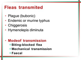 Fleas transmited
• Plague (bubonic)
• Endemic or murine typhus
• Chiggerosis
• Hymenolepis diminuta
• Modeof transmission
◈Biting-blocked flea
◈Mechanical transmission
◈Faecal
 