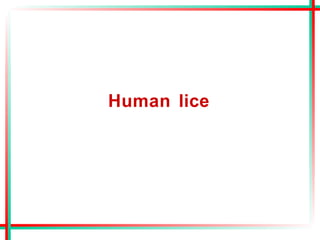 Human lice
 