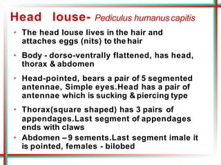 Head louse- Pediculus humanuscapitis
• The head louse lives in the hair and
attaches eggs (nits) to the hair
• Body - dorso-ventrally flattened, has head,
thorax & abdomen
• Head-pointed, bears a pair of 5 segmented
antennae, Simple eyes.Head has a pair of
antennae which is sucking & piercing type
• Thorax(square shaped) has 3 pairs of
appendages.Last segment of appendages
ends with claws
• Abdomen – 9 sements.Last segment imale it
is pointed, females - bilobed
 