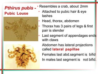 Pubic Louse
Pthirus pubis - • Resembles a crab, about 2mm
• Attached to pubic hair & eye
lashes
• Head, thorax, abdomen
• Thorax has 3 pairs of legs & first
pair is slender
• Last segment of appendages ends
with claws
• Abdomen has lateral projections
called lateral papillae
• Females last abd.segment is bifid
• In males last segment is not bifid.
 