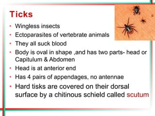 Ticks
• Wingless insects
• Ectoparasites of vertebrate animals
• They all suck blood
• Body is oval in shape ,and has two parts- head or
Capitulum & Abdomen
• Head is at anterior end
• Has 4 pairs of appendages, no antennae
• Hard tisks are covered on their dorsal
surface by a chitinous schield called scutum
 
