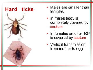 Hard ticks • Males are smaller than
females
• In males body is
completely covered by
scutum
• In females anterior 1/3rd
is covered by scutum
• Vertical transmission
from mother to egg
 