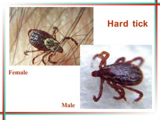 Hard tick
Male
Female
 