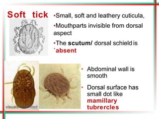 Soft tick •Small, soft and leathery cuticula,
•Mouthparts invisible from dorsal
aspect
•The scutum/ dorsal schield is
`absent
• Abdominal wall is
smooth
• Dorsal surface has
small dot like
mamillary
tubrercles
 