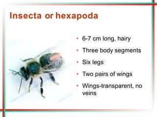 Insecta or hexapoda
• 6-7 cm long, hairy
• Three body segments
• Six legs
• Two pairs of wings
• Wings-transparent, no
veins
 