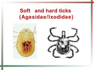 Soft and hard ticks
(Agasidae/Ixodidae)
 