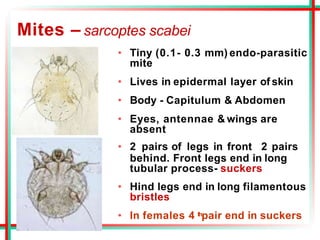Mites – sarcoptes scabei
• Tiny (0.1- 0.3 mm) endo-parasitic
mite
• Lives in epidermal layer of skin
• Body - Capitulum & Abdomen
• Eyes, antennae & wings are
absent
• 2 pairs of legs in front 2 pairs
behind. Front legs end in long
tubular process- suckers
• Hind legs end in long filamentous
bristles
• In females 4 thpair end in suckers
 