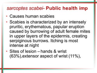 sarcoptes scabei- Public health imp
• Causes human scabies
• Scabies is characterized by an intensely
pruritic, erythematous, papular eruption
caused by burrowing of adult female mites
in upper layers of the epidermis, creating
serpiginous burrows. Itching is most
intense at night
• Sites of lesion – hands & wrist
(63%),extensor aspect of wrist (11%),
 