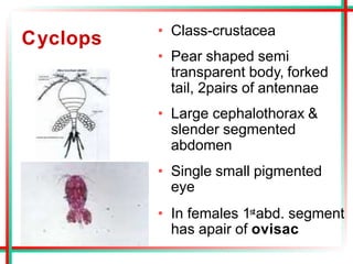 Cyclops • Class-crustacea
• Pear shaped semi
transparent body, forked
tail, 2pairs of antennae
• Large cephalothorax &
slender segmented
abdomen
• Single small pigmented
eye
• In females 1stabd. segment
has apair of ovisac
 
