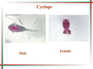 Cyclops
Female
Male
 