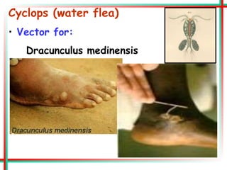 Cyclops (water flea)
• Vector for:
Dracunculus medinensis
 