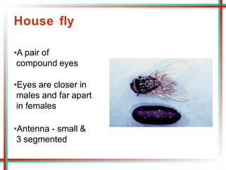 House fly
•A pair of
compound eyes
•Eyes are closer in
males and far apart
in females
•Antenna - small &
3 segmented
 
