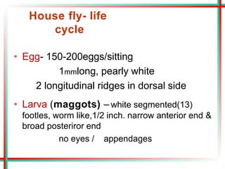 House fly- life
cycle
• Egg- 150-200eggs/sitting
1mmlong, pearly white
2 longitudinal ridges in dorsal side
• Larva (maggots) – white segmented(13)
footles, worm like,1/2 inch. narrow anterior end &
broad posteriror end
no eyes / appendages
 