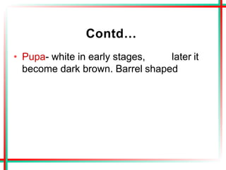 Contd…
• Pupa- white in early stages, later it
become dark brown. Barrel shaped
 